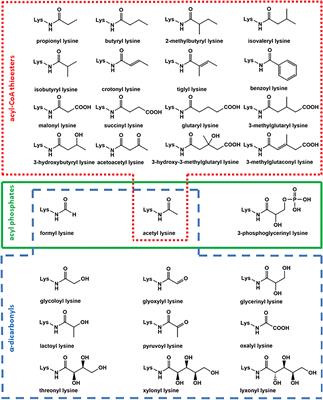 Pathways of Non-enzymatic Lysine Acylation